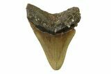 Serrated, Fossil Megalodon Tooth - North Carolina #338594-2